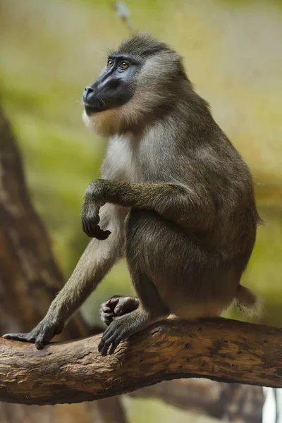Matkap Maymun Vahşi Yaşam Hayvan — Stok fotoğraf