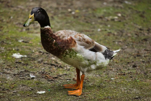 Gallo Della Fleche Gallus Gallus Domesticus — Foto Stock