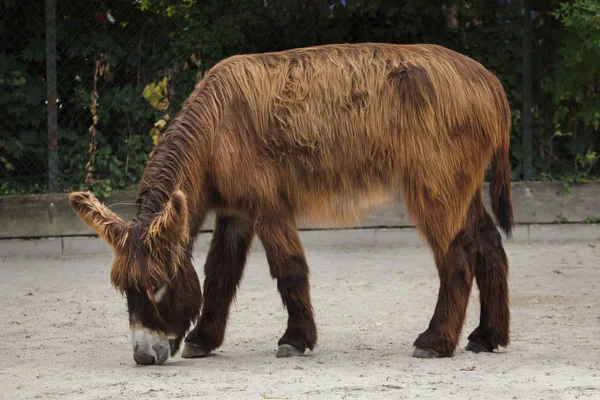 Burro Poitou También Conocido Como Burro Poitevin — Foto de Stock