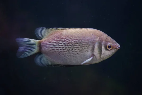 接吻的古拉米也被称为接吻的鱼 — 图库照片