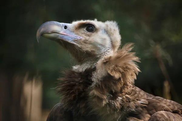 Askgrå Gam Kallas Även Den Eurasiska Grågamen Eller Munk Gam — Stockfoto