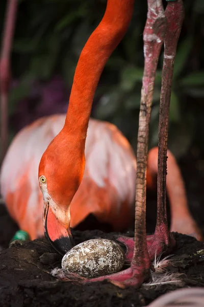 Flamingo Caribeño También Conocido Como Flamenco Americano Inspecciona Sus Huevos —  Fotos de Stock