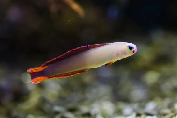 Elegáns Firefish Ismert Mint Lila Firefish — Stock Fotó