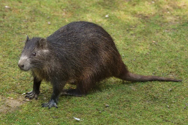 Desmarest Hutia Capybara Pilorides Ook Bekend Als Cubaanse Hutia — Stockfoto