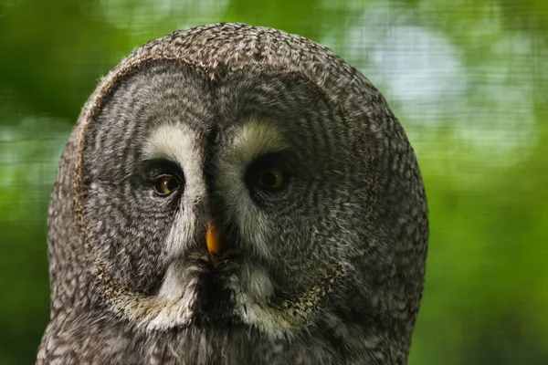 Great Grey Owl Wildlife Bird — Stock Photo, Image