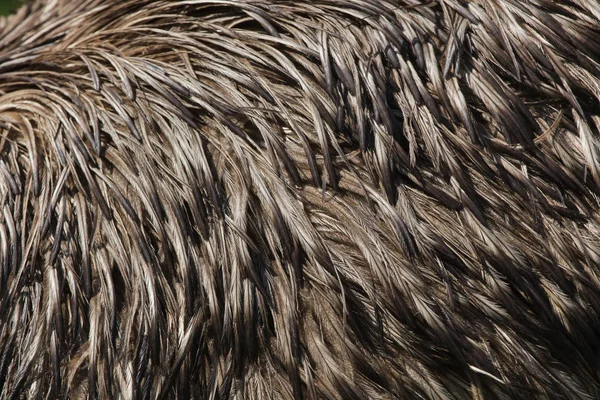 Emu Emufélék Novaehollandiae Tollazata Textúra — Stock Fotó