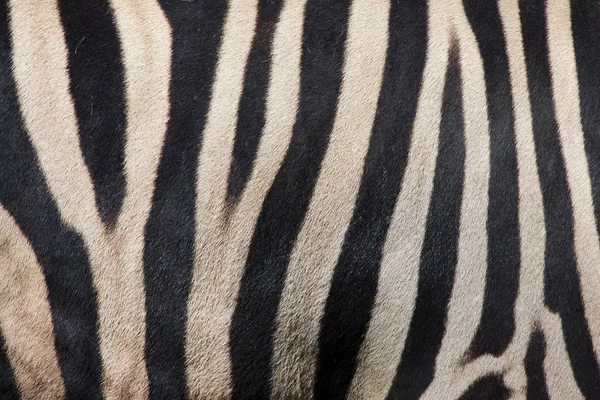 Burchells Zebra Also Known Damara Zebra Skin Texture — Stock Photo, Image