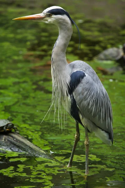 Gri Balıkçıl Ardea Cinerea Yaban Hayatı Kuş — Stok fotoğraf