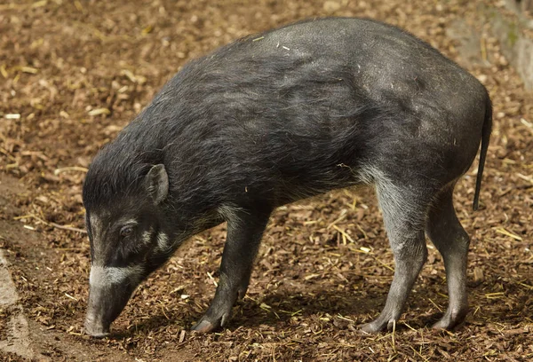 Visayan Warty Pig Wildlife Animal — Stock Photo, Image