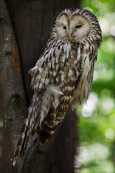 木にフクロウ 野生動物鳥 — ストック写真