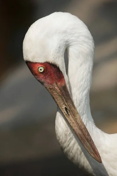 Siberian crane also known as the snow crane.