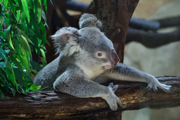 Koala Queensland Phascolarctos Cinereus Adustus — Zdjęcie stockowe