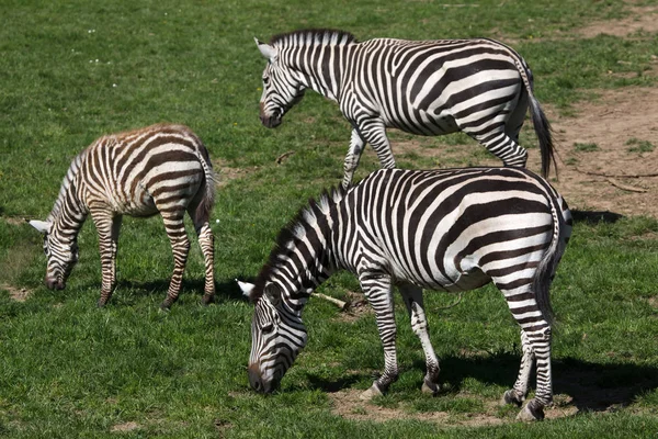 Zebra Grant Equus Quagga Boehmi Kehidupan Liar Hewan — Stok Foto