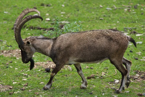 Bezoar Ibex Also Known Anatolian Bezoar Ibex — Stock Photo, Image