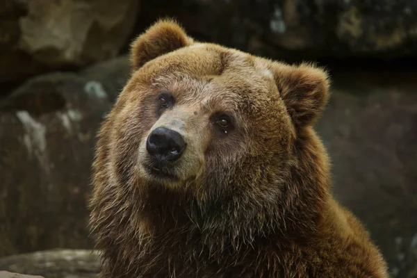 内地灰熊 熊原来多灾多难的 野生动物 — 图库照片