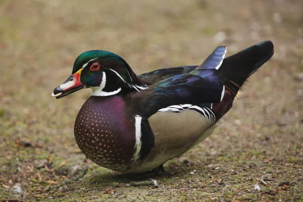 Carolina Anka Kallas Även Den Nordamerikanska Wood Duck — Stockfoto