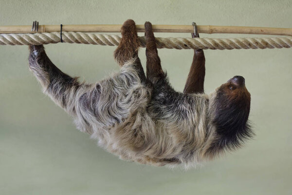Linnaeus Two Toed Sloth Also Known Southern Two Toed Sloth — Stock Photo, Image