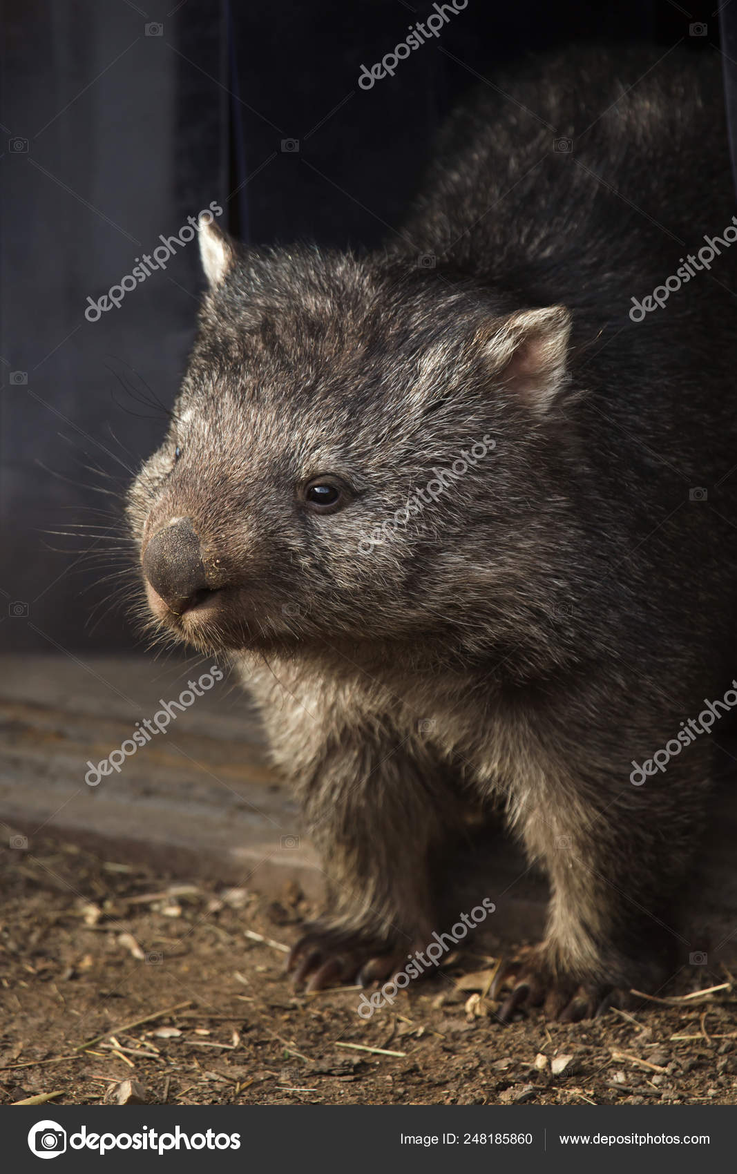 56 Wombats Stock Photos Free Royalty Free Wombats Images Depositphotos