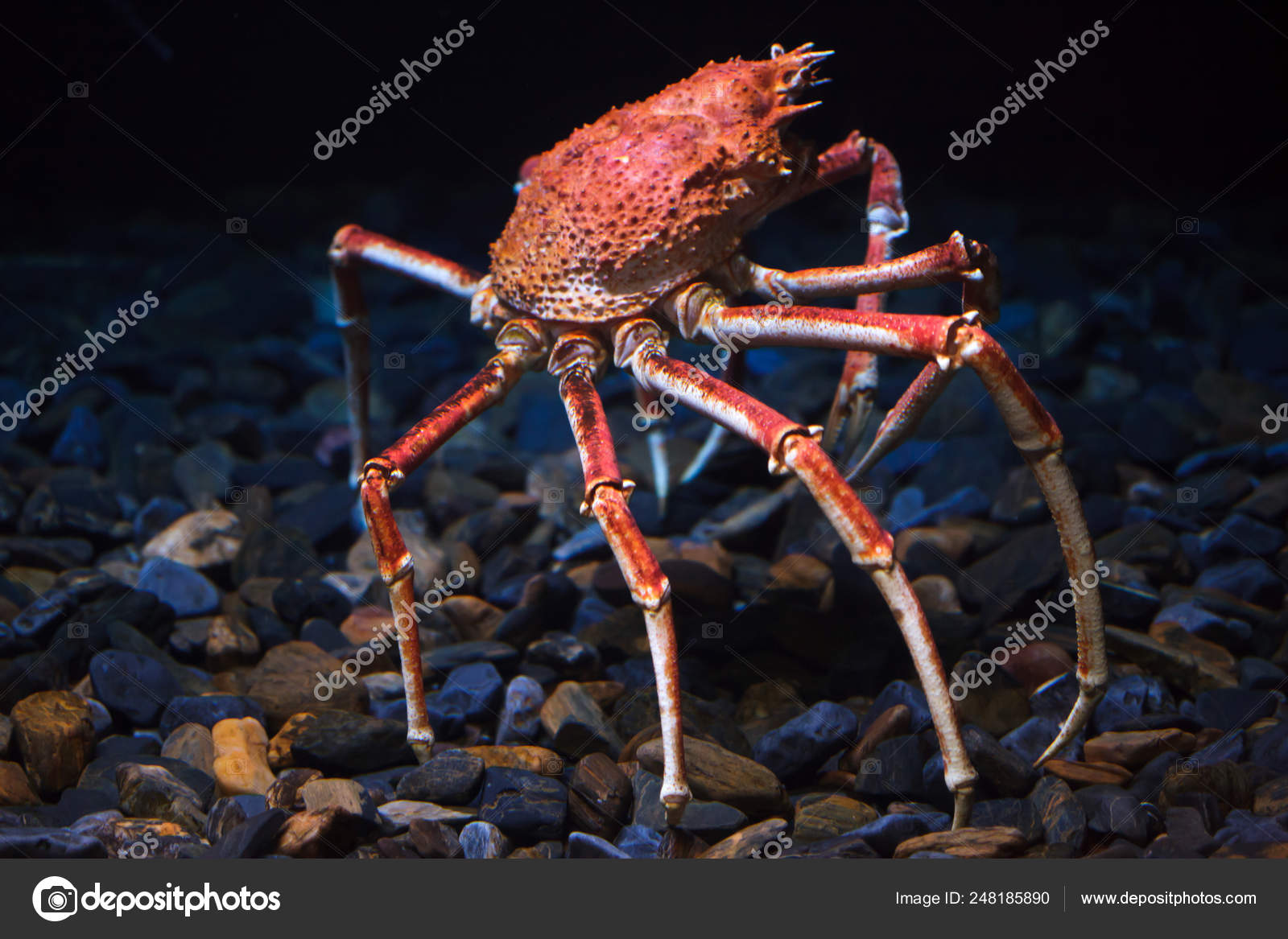 240 Japanese Spider Crab Stock Photos Free Royalty Free Japanese Spider Crab Images Depositphotos