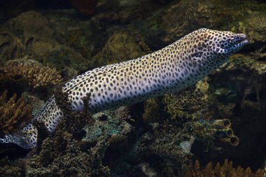 Bağcıklı moray (Gymnothorax favagineus)