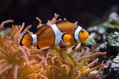 Ocellaris palyaço balığı (Amphiprion ocellaris)