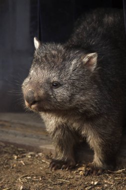 Ortak wombat (Vombatus ursinus). 