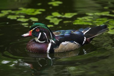 Carolina ördek (AIX sponsa)
