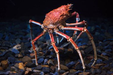Japanese spider crab (Macrocheira kaempferi) clipart