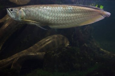 Gümüş arowana (Osteoglossum bicirrhosum) ve yeşil anakonda 