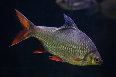 Folyo barb (Barbonymus schwanenfeldii). 