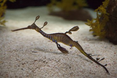 Yosunlu Seadragon (Phyllopteryx taeniolatus)