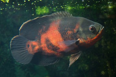 Oscar balığı (Astronotus ocellatus). 