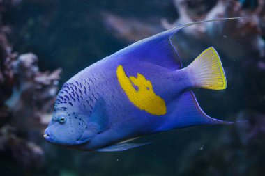 Yellowband melek balığı (Pomacanthus maculosus)