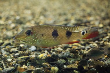 Threespot eartheater (Satanoperca arka plan programı)