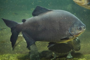 Tambaqui (dev macropomum)