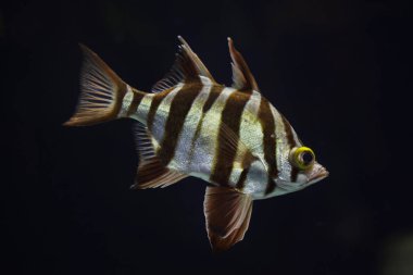 Eski karısı (Enoplosus armatus). 