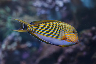 Mavi şeritli surgeonfish (Acanthurus lineatus)