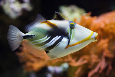 Lagoon tetikleyici balığı (Rhinecanthus aculeatus)