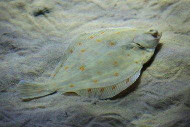 European plaice (Pleuronectes platessa) clipart