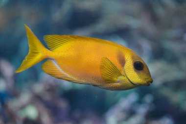Mavi benekli spinefoot (Siganus corallinus)