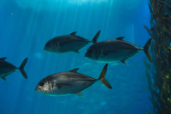 Pámpano (Trachinotus ovatus). —  Fotos de Stock