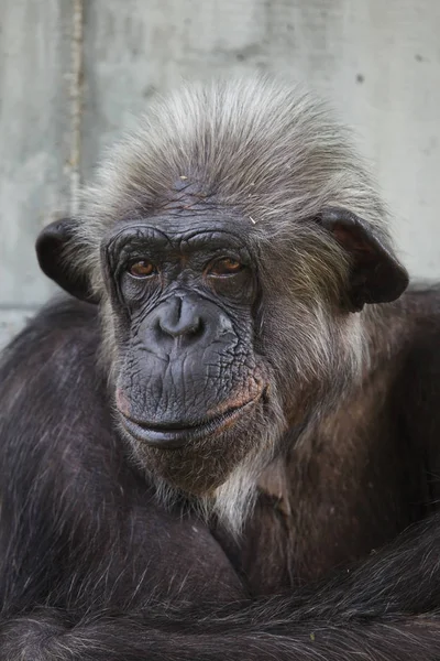 Chimpanzé commun (Pan troglodytes ) — Photo