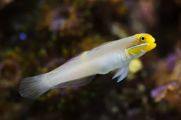 Blauzungengrundeln (valenciennea strigata)) — Stockfoto