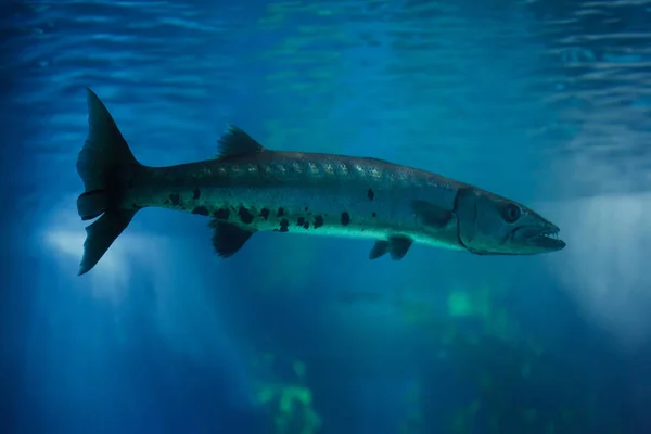 Gran barracuda (Sphyraena barracuda ) — Foto de Stock