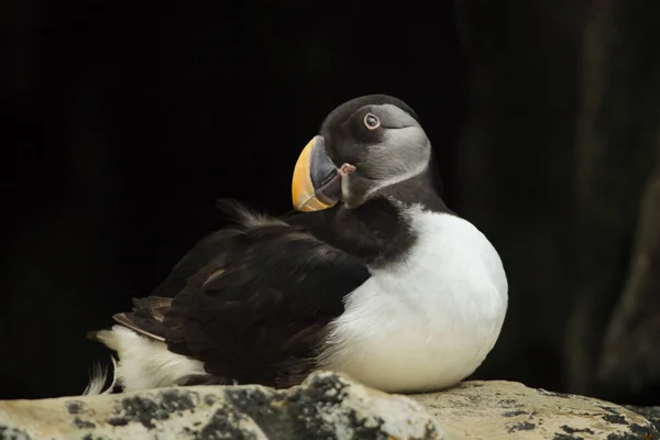 Atlantic Puffin (братерська арктика)) — стокове фото