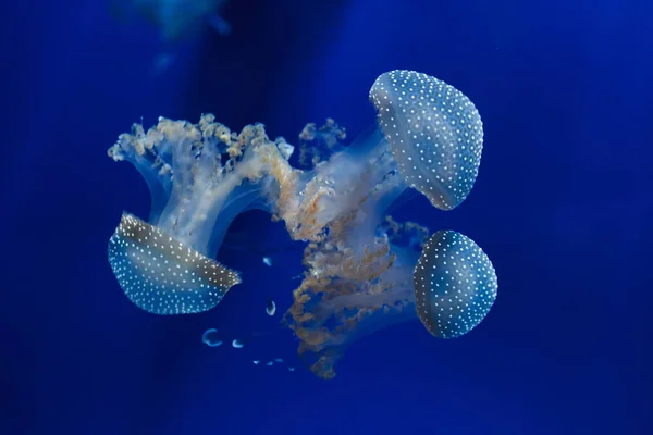 Біла плямиста медузи (Phyllorhiza аорту) — стокове фото