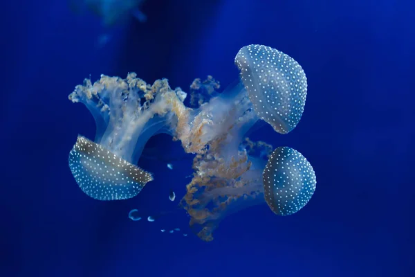 Medusas de manchas blancas (Phyllorhiza punctata ) — Foto de Stock