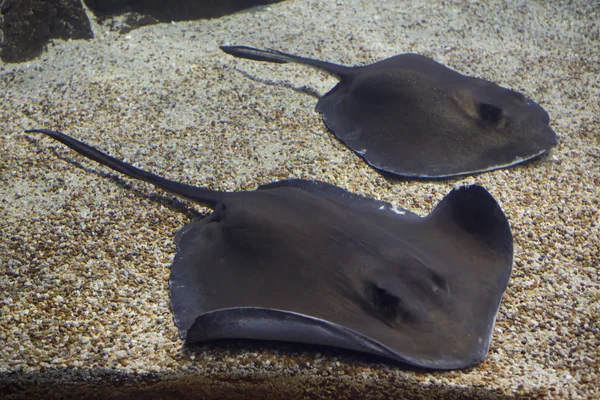 Southern stingray (Hypanus americanus). — Stock Photo, Image