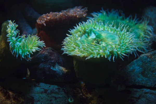 Giant green anemones (Anthopleura xanthogrammica). — Stock Photo, Image