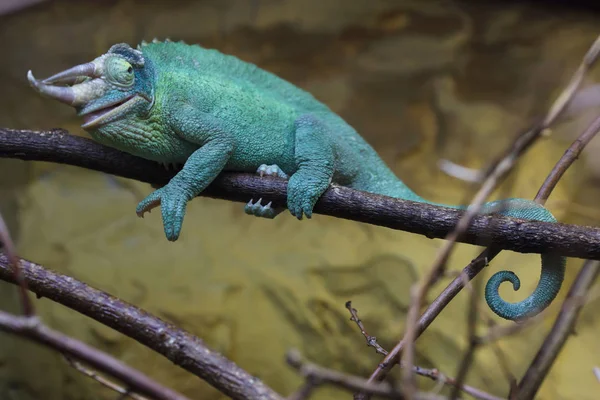 Jackson'ın bukalemun (Trioceros jacksonii) — Stok fotoğraf